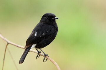 Pied bushchat (Saxicola caprata) Beautiful  dark black bird with white mark on its tail perching on dried stick over soft sunlight in brown tone background, exotic animal