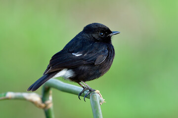 Pied bushchat (Saxicola caprata) chubby black bird perching on bamboo twig over warm sunlight in morning of meadow field, exotic wild animal