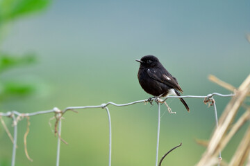 Pied bushchat (Saxicola caprata) chubby black bird perching on metal wiere fence over warm sunlight in morning of corn field in harvest season, exotic nature