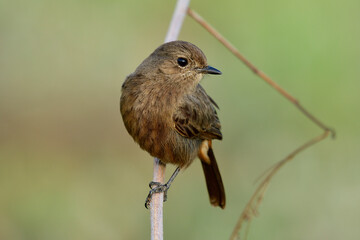 Pied bushchat (Saxicola caprata) Cute small stripe brown bird perching on wooden stick over warm sunlight in morning of  harvesting season, exotic nature