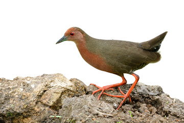 Ruddy crake (Laterallus ruber) Red rail, funny maroon to brown bird with long legs and wagged tail stepping on earth spot isolated over white background, exotic animal