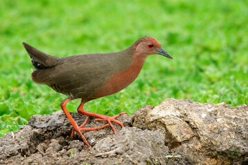 Ruddy crake (Laterallus ruber) or Red rail, beautiful maroon to brownish waterbird with long legs and toes standing on dirt spot over duckweed swamp in nature
