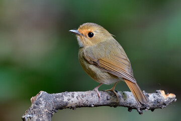 Rufous-browed Flycatcher (Anthipes solitaris) chubby brown bird with orange brow and big eyes perching on dried wooden stick showing side feathers profile