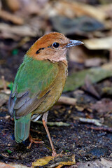  Rusty-naped pitta (Hydrornis oatesi) beautiful green back and brown bird stading on its habitation...