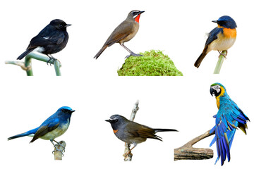 Set of beautiful colorful birds isolated on white background, Pied bush chat, siberian rubythroat, tickell's, hainan blue, rufous-gorgeted flycatcher and Blue and gold macaw