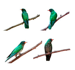 Set of amazed bright green brid perching on wooden branch isolated on white background, Asian Emerald Cuckoo (maculatus chrysococcyx)