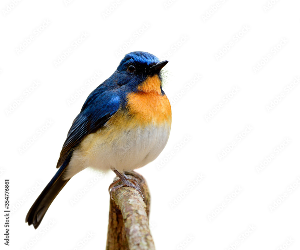 Wall mural Tickell's blue flycatcher (Cyornis tickelliae) fat blue bird with orange breast white belly and  big eyes perching on wooden stick isolated over white background, cut out animal