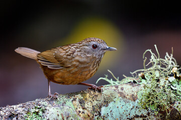 Streaked wren-babbler (Napothera brevicaudata) Lovely Camouflage brown bird in species of Pellorneidae family standing on tree bark in nature