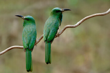 Sweet pair of Blue-bearded Bee-eater, beautiful green birds perching on vine paying court during breeding season, exotic wild animal