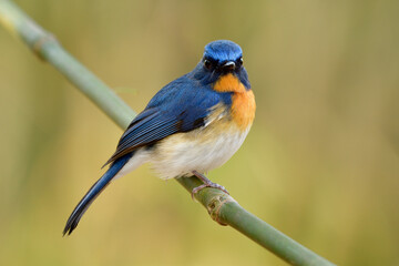 Tickell's blue flycatcher (Cyornis tickelliae) chubby blue bird with orange breast white belly and...