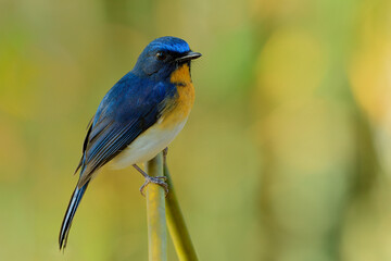 Tickell's blue flycatcher (Cyornis tickelliae) fascinated bird with vivid yellow breast white belly and long tail with sharp eyes calmly perching on wooden stick in wild