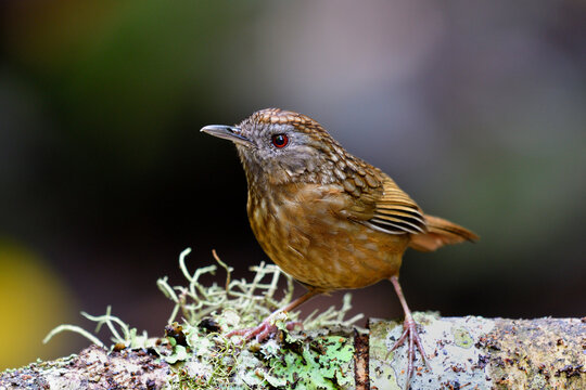 Streaked Wren-babbler (Napothera Brevicaudata) Camouflage Brown Bird In Species Of Pellorneidae Family Perching On Mess Tree Bark