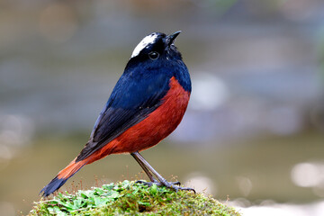 White-capped water redstart (Phoenicurus leucocephalus) gorgeous red and black bird with white spot on its head showing lovely action while perching on green grass rock in stream