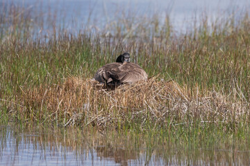 Canada goose female on nest in the Sierra Valley