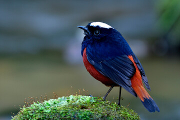 White-capped Water Redstart (Phoenicurus leucocephalus) magnificent brown and black bird with white feathers marks on head perching on mossy rock at waterfall site