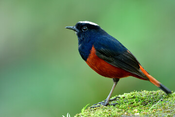 White-capped water redstart,  lovely brown body and black wings with white feathers on its head peaceful perching on mossy ground taken from Doi inthanon national park, Thailand