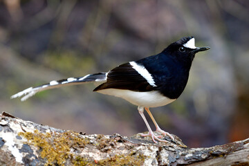 White-crowned Forktail (Enicurus leschenaulti) beautiful black and white bird with beautiful long tail perching on dried log beside stream in nature