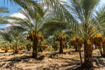 Date palm trees in Indio California