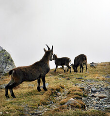 Obraz premium Wild goats at Nid d’Aigle in Mont Blanc, French Alps, France.