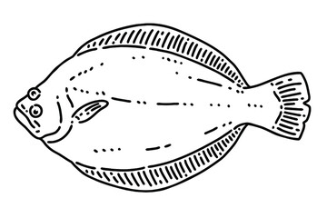 Flatfish(Plaice or halibut). Vector line art illustration.