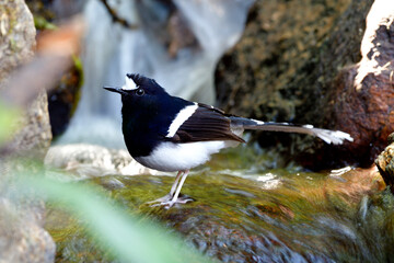 White-crowned Forktail (Enicurus leschenaulti) exotic black and white bird with nice long tail standing on waterfall with happy emotion