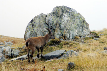 Wild goat at Nid d’Aigle in Mont Blanc, French Alps, France.