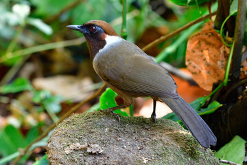 white-necked laughingthrush (Garrulax strepitans) naughty brown bird with dark feathers on its neck species in family Leiothrichidae living in its habition ground area in jungle