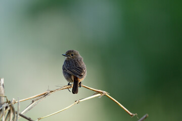 Wide shot of Lovely chubby brown bird perching on dried straw in moring soft lighting over fine green background, female of Pied bushchat (Saxicola caprata)