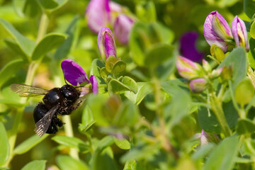 Carpenter bee female on a flower