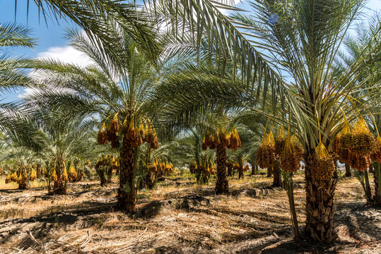 Date palm trees in Indio California