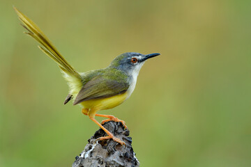 Yellow-bellied prinia (flaviventris)