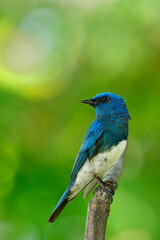 Zappey's flycatcher (Cyanoptila cumatilis) amazed bright blue bird with white belly perching on wooden branch looking backward over sunshine rays on background, fascinated wild animal