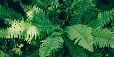 Beautiful ferns leaves green foliage natural floral fern background