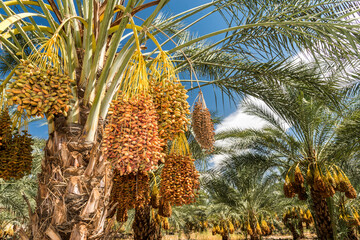 Date palm trees in Indio California