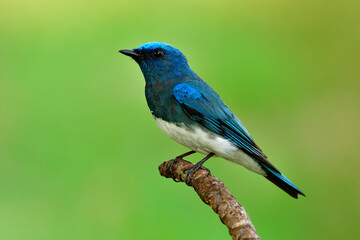 Zappey's flycatcher (Cyanoptila cumatilis) nice bright velvet blue bird with white belly perching on branch end  showing side feathers profile expose to soft lighting in morning