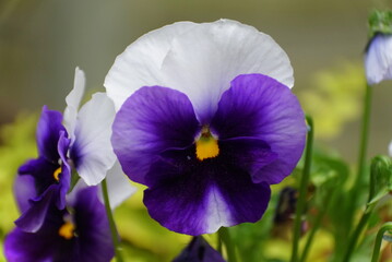 Beautiful purple and white pansies at full bloom
