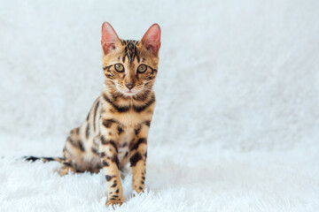 Young bengal kitty cat sitting on the white background.