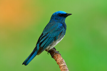 Zappey's flycatcher (Cyanoptila cumatilis) nice bright velvet blue bird with white belly perching on wooden branch showing side feathers profile over fire sunlight in background