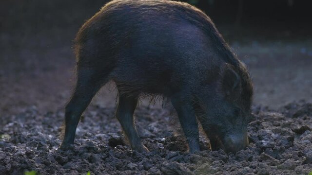 A large wild boar in a natural environment looking for food.