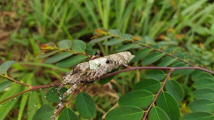 lizard in the grass