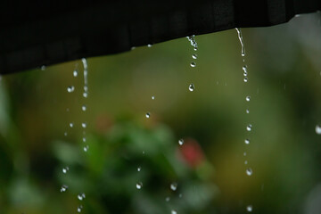 Raindrops fall continuously with blur green nature background.