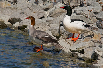 Common Merganser  male and female duck pair