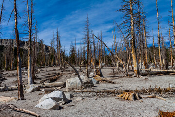 A Large Number of Trees Were Killed at Horseshoe Lake By Carbon Dioxide in a Volcanic Gas Discharge, Mammoth Lakes, California, USA