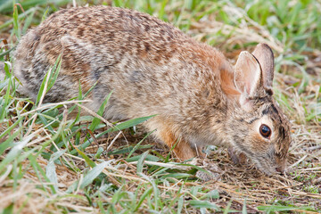 Fototapeta premium Cottontail rabbit coming out in the open