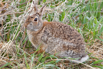 Naklejka na ściany i meble Cottontail rabbit cautious
