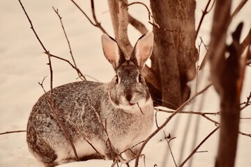 rabbit in the woods