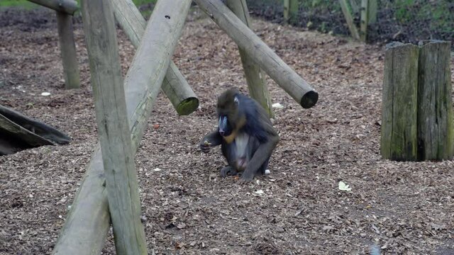 Mandrill alone, eating inside of an enclosure in a zoo.  Front view