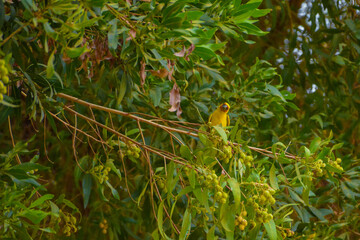 masked weaver