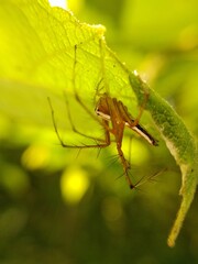 Poisonous spider inside green leaf. Arachnophobia concept, fear of spider. Spider bite or fingering. Spider on spider web. Jumping Spider.