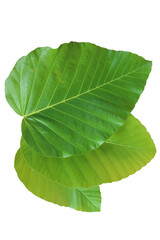 Dipterocarpus tuberculatus green leaves on a white background